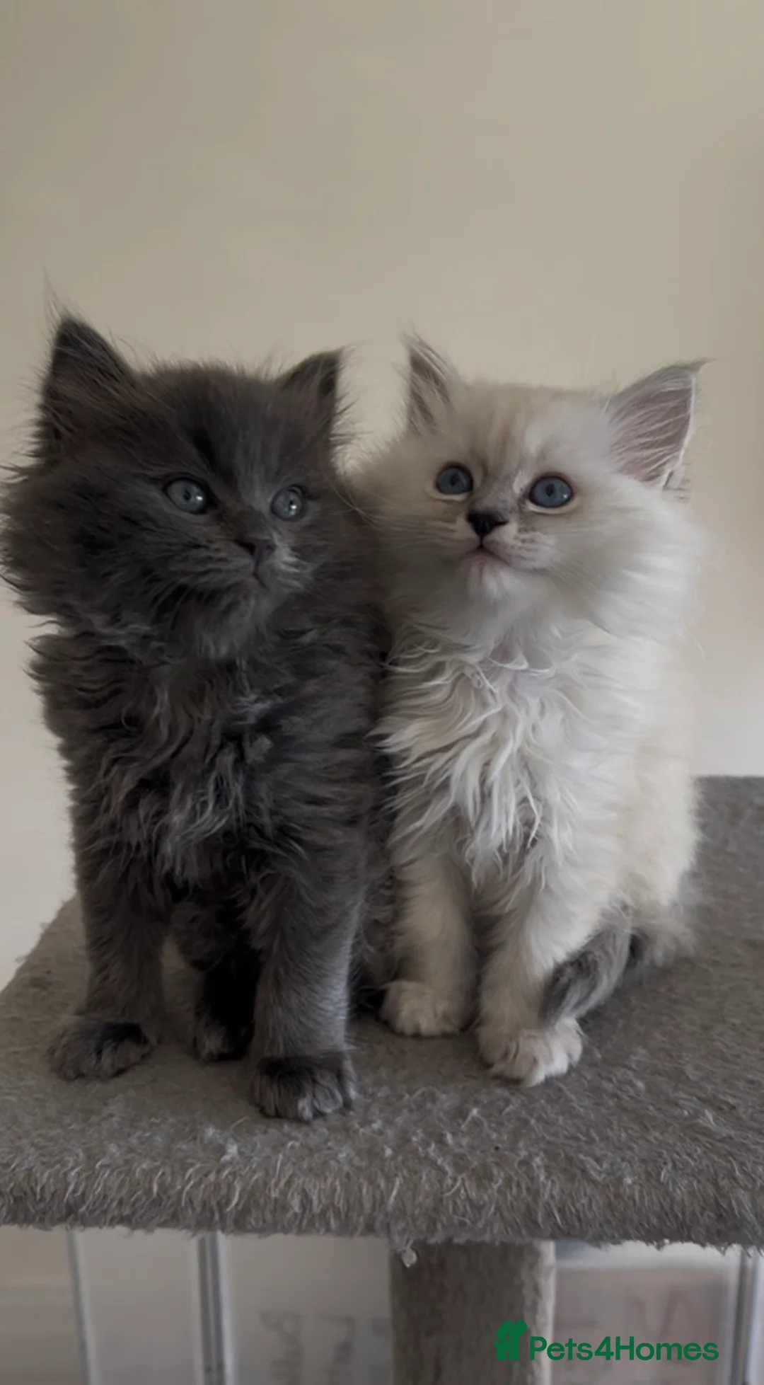 Persian cats for sale: LAST DOLLFACE CHINCHILLA PERSIAN GIRL - Advert 9