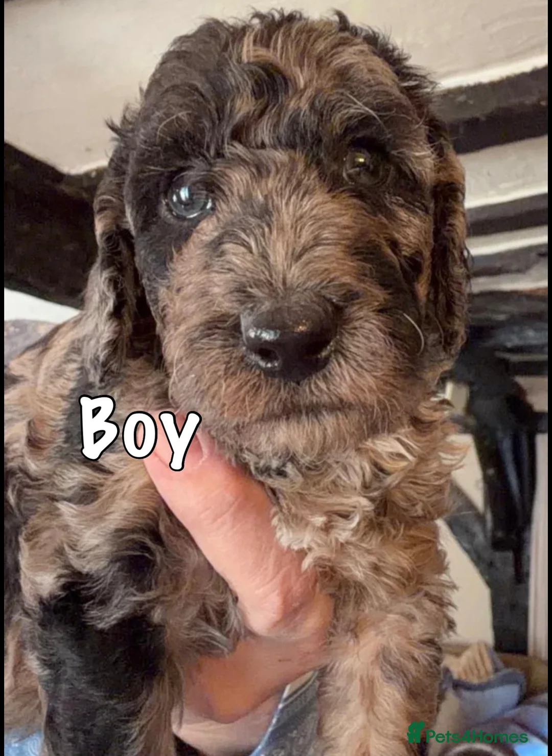 Miniature Poodle dogs for sale: Best quality Merle miniature poodles girls & boys  - Advert 2