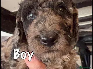 Miniature Poodle dogs Best quality Merle miniature poodles girls & boys - Advert 15