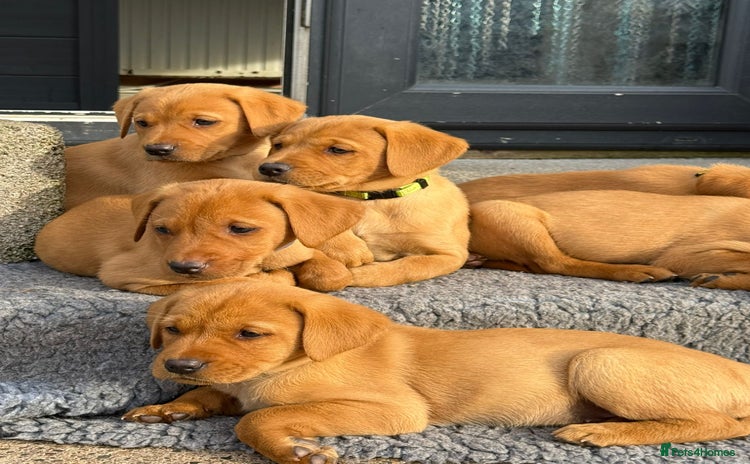Labrador Retriever dogs - Advert 2