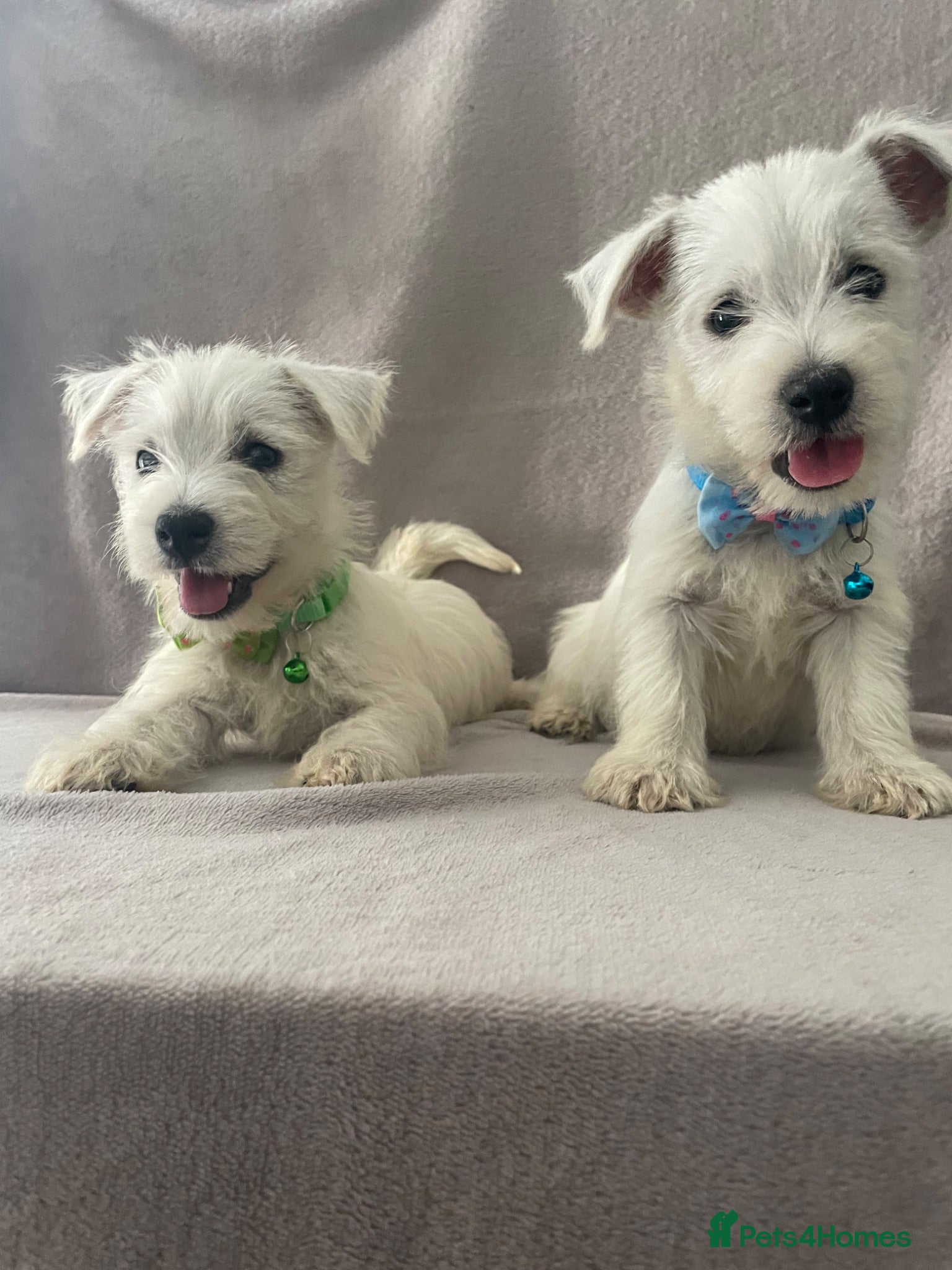 West Highland Terrier dogs Beautiful west highland terrier puppy’s  - Advert 1