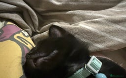 British Shorthair cats for sale: Male black kitten called snitch  - Image 4