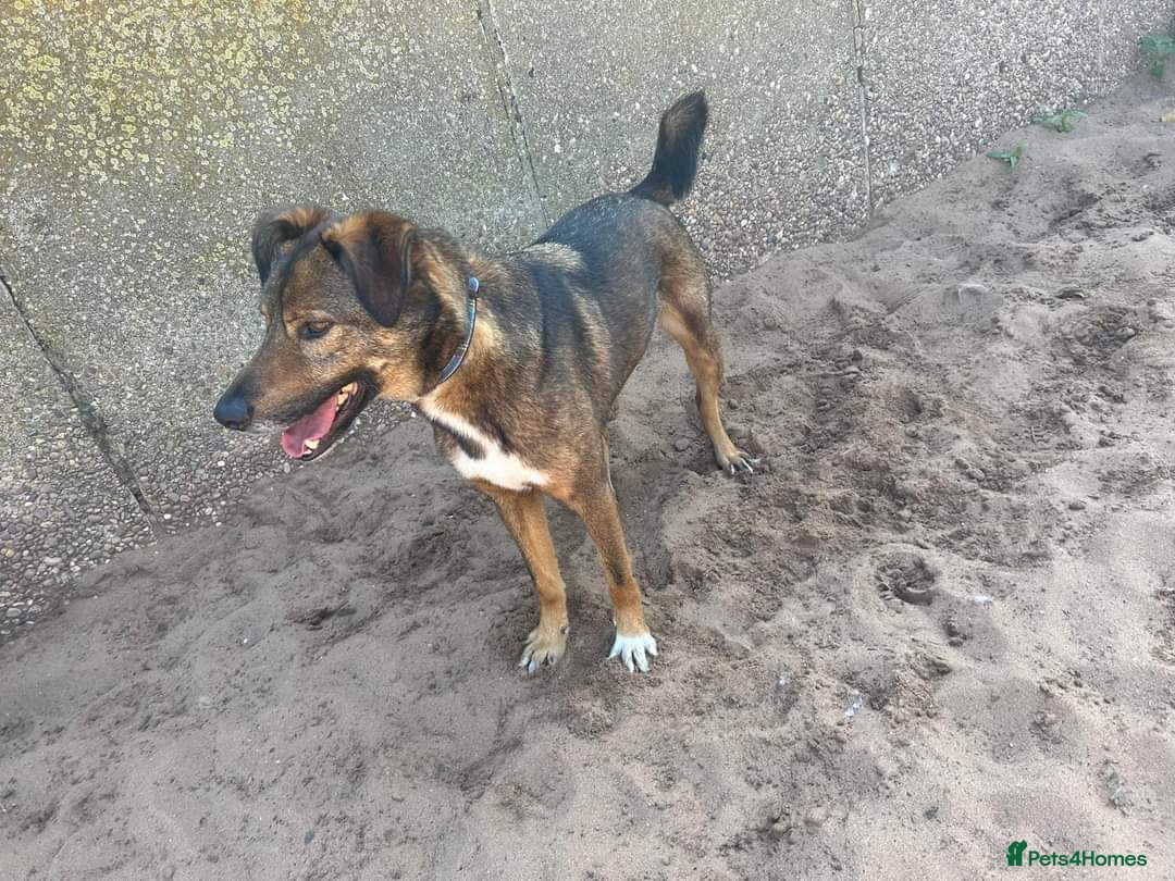 Meet Jake, currently residing in Cheshire — Mixed Breed