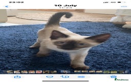 Siamese cats for sale: Siamese X Ragdoll Male kitten, Ready now.  - Image 2