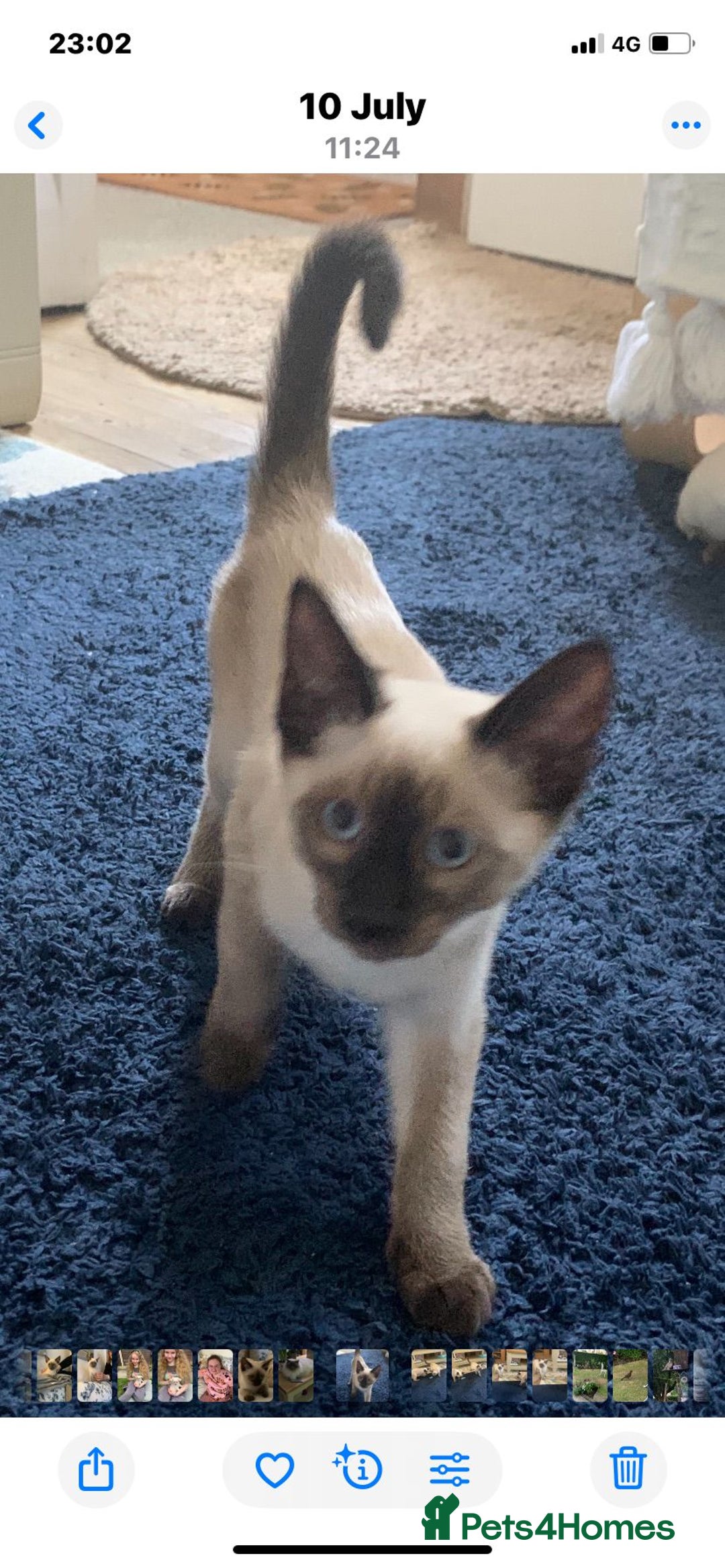 Siamese cats for sale: Siamese X Ragdoll Male kitten, Ready now.  - Image 2
