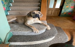 Great Dane dogs for sale: Beautiful Great Dane pups - Image 7