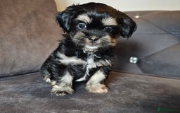 Shih Tzu dogs for sale: Beautiful Shih Tzu Puppies READY TO LEAVE SATURDAY - Image 11