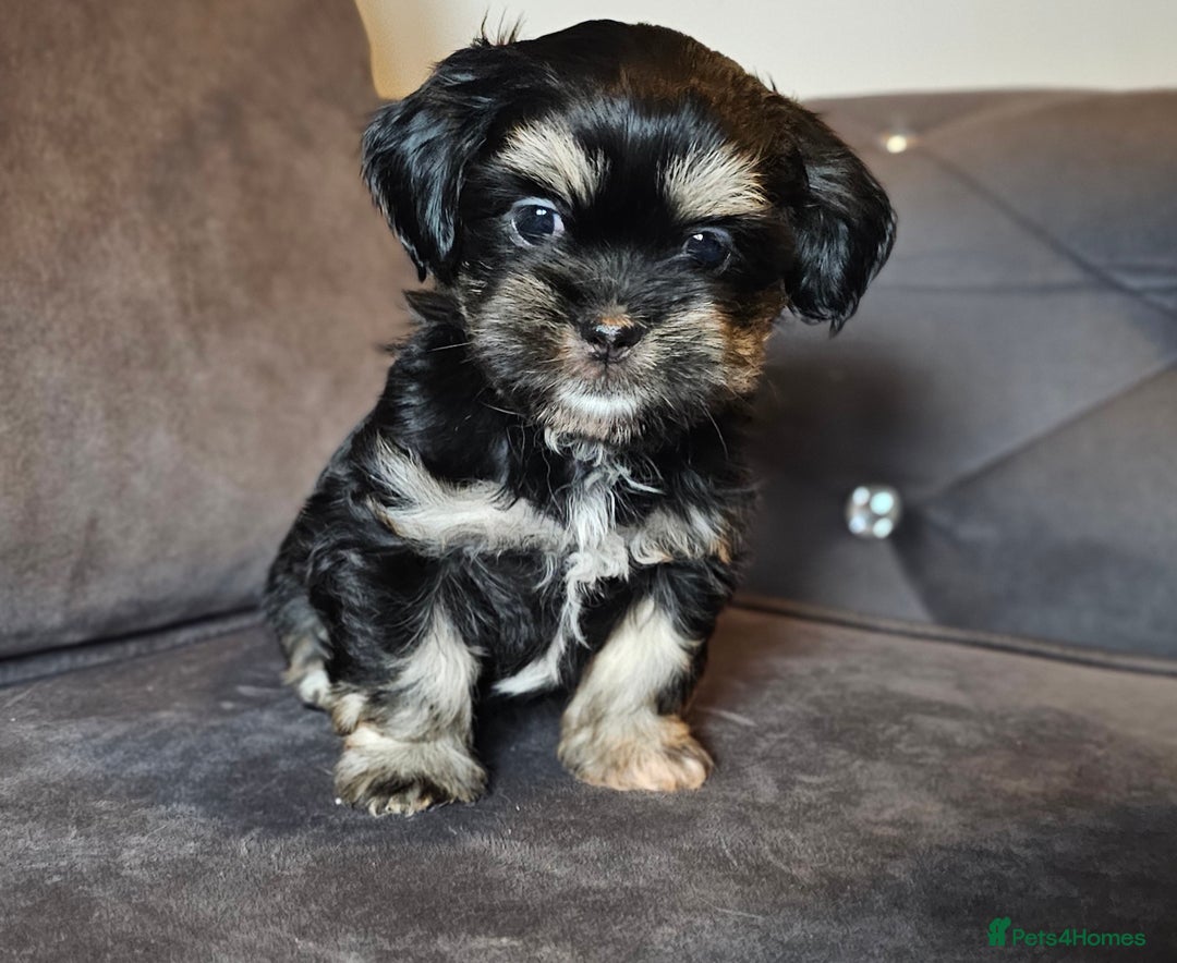 Shih Tzu dogs for sale: Beautiful Shih Tzu Puppies READY TO LEAVE SATURDAY - Image 11