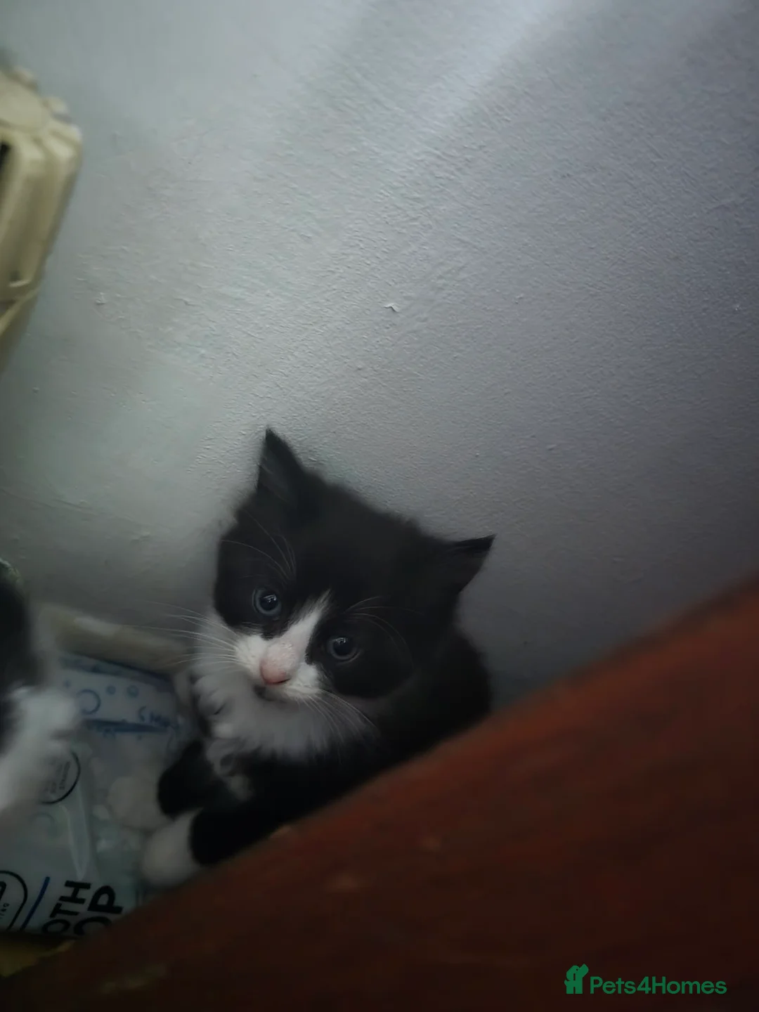 British Shorthair cats for sale: British Short Hair/ Maine Coon Cross - Advert 6