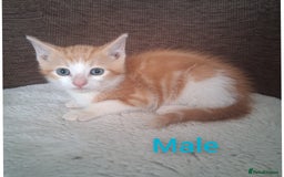 British Shorthair cats for sale: 5 Bonnie Kittens ready now  - Image 4