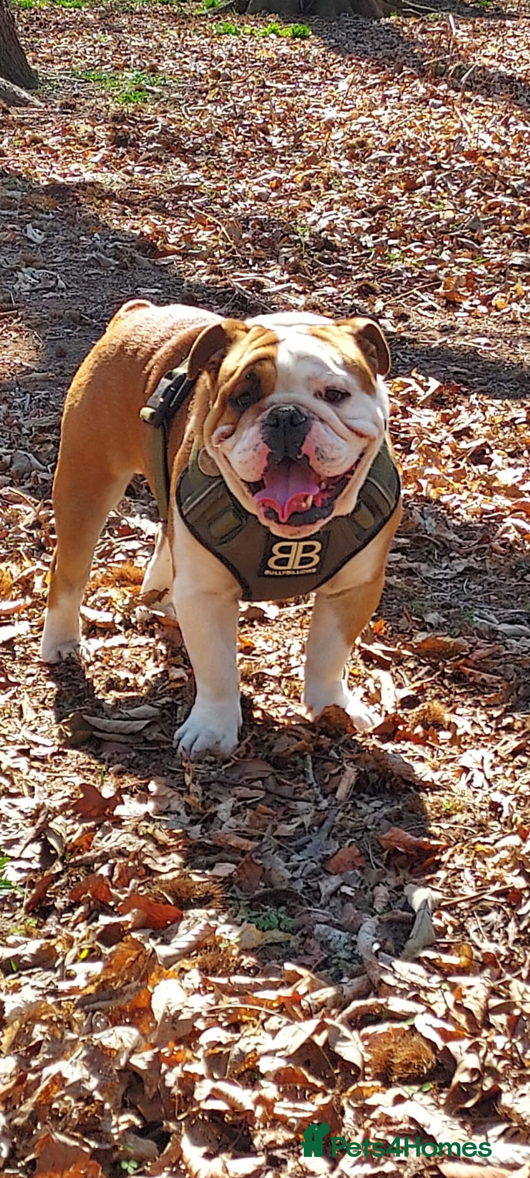 English Bulldog dogs for sale: KC registered Old English Bulldog - Image 1