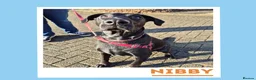 Mixed Breed dogs for adoption: Nibby has energy with a soft, goofy side - Advert 2