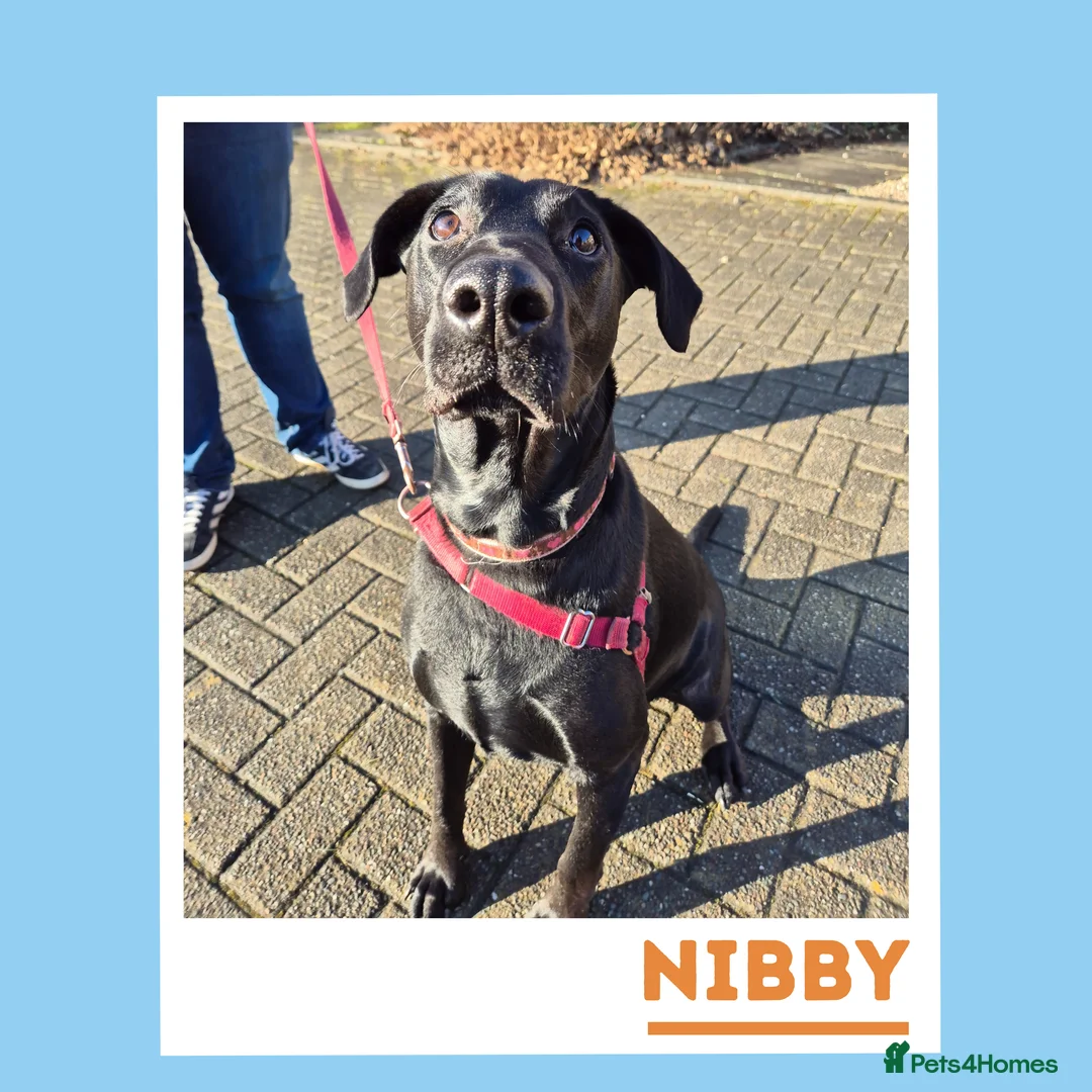 Mixed Breed dogs for adoption: Nibby has energy with a soft, goofy side - Advert 2