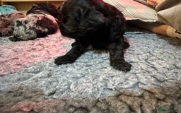 Cavapoo dogs for sale: Gorgeous Rare-Colouring Cavapoo Puppies - Image 9