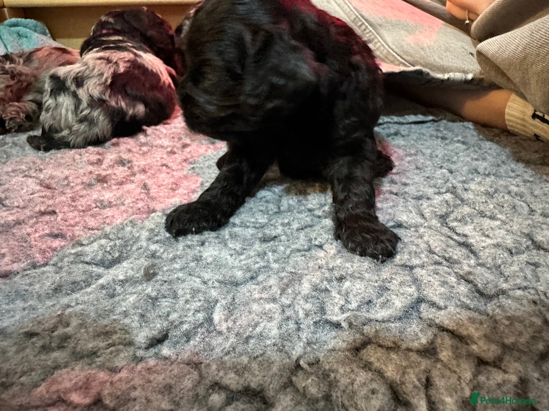 Cavapoo dogs for sale: Gorgeous Rare-Colouring Cavapoo Puppies - Image 9