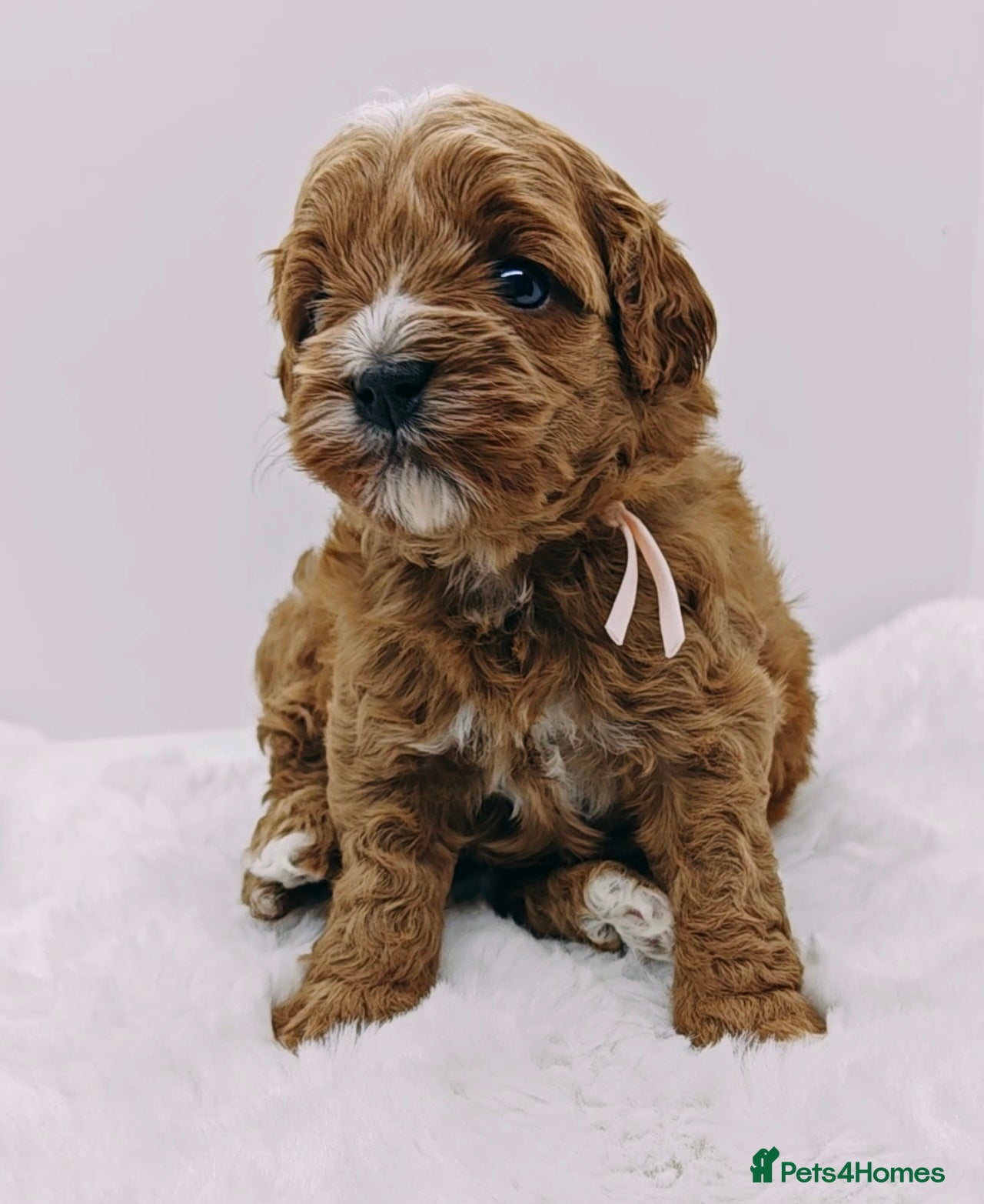 Cavapoo dogs Exeptional Health tested F1b cavapoo puppies  - Advert 9