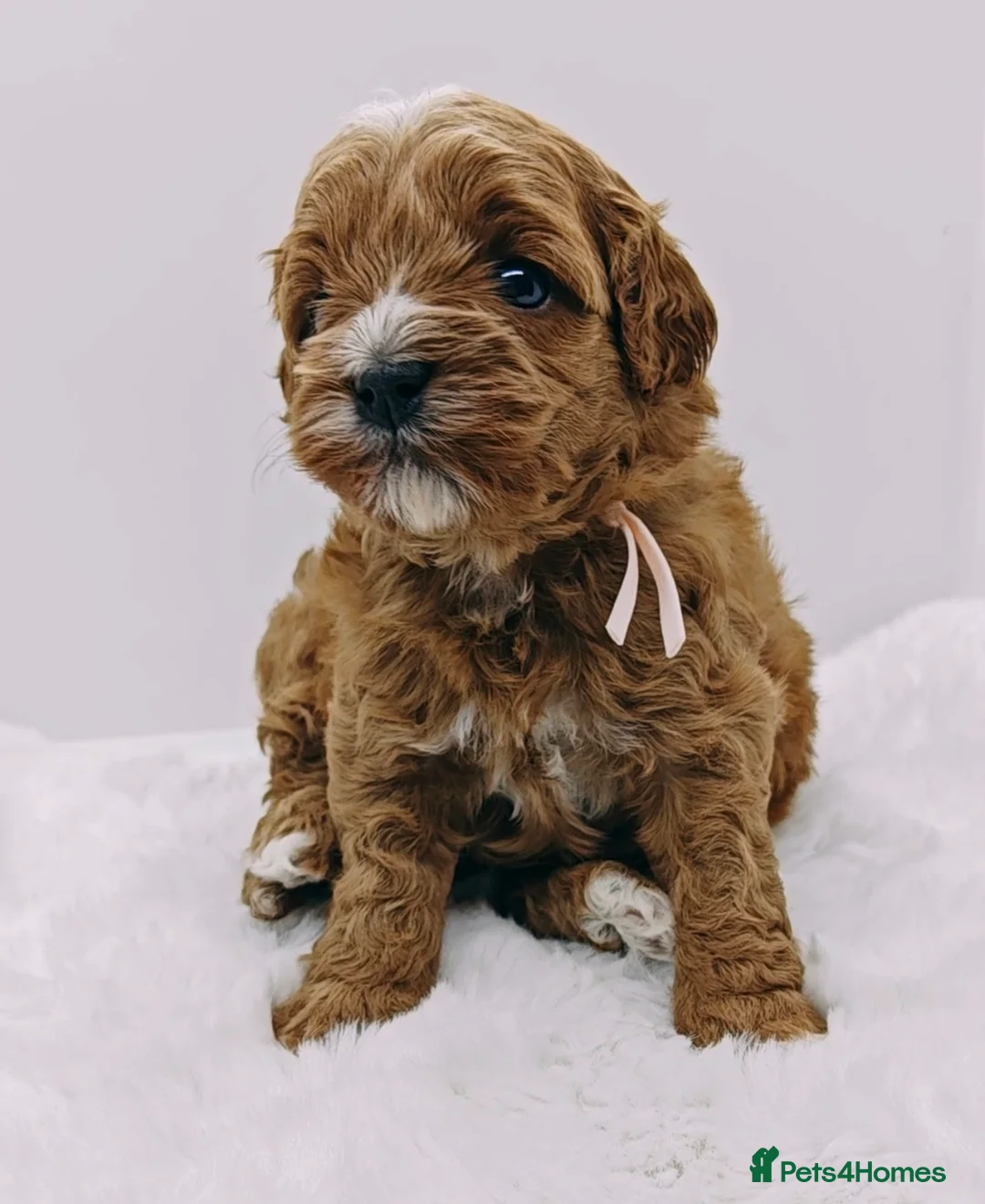 Cavapoo dogs for sale: Exeptional Health tested F1b cavapoo puppies  - Advert 1