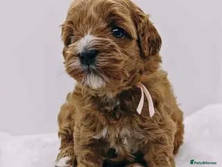 Cavapoo dogs Exeptional Health tested F1b cavapoo puppies - Advert 1