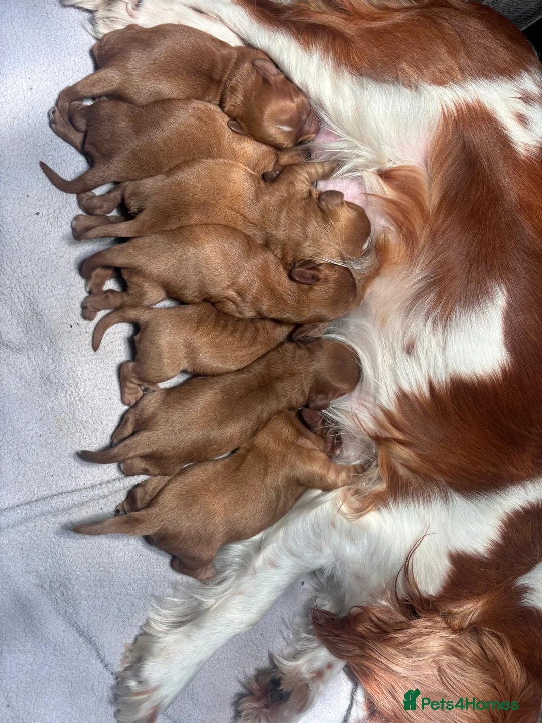 Cavalier King Charles Spaniel dogs for sale: Cavalier King Charles puppies  - Advert 1