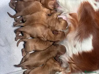 Cavalier King Charles Spaniel dogs Cavalier King Charles puppies - Advert 12