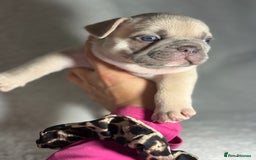 French Bulldog dogs for sale: Boy 1 - Image 6