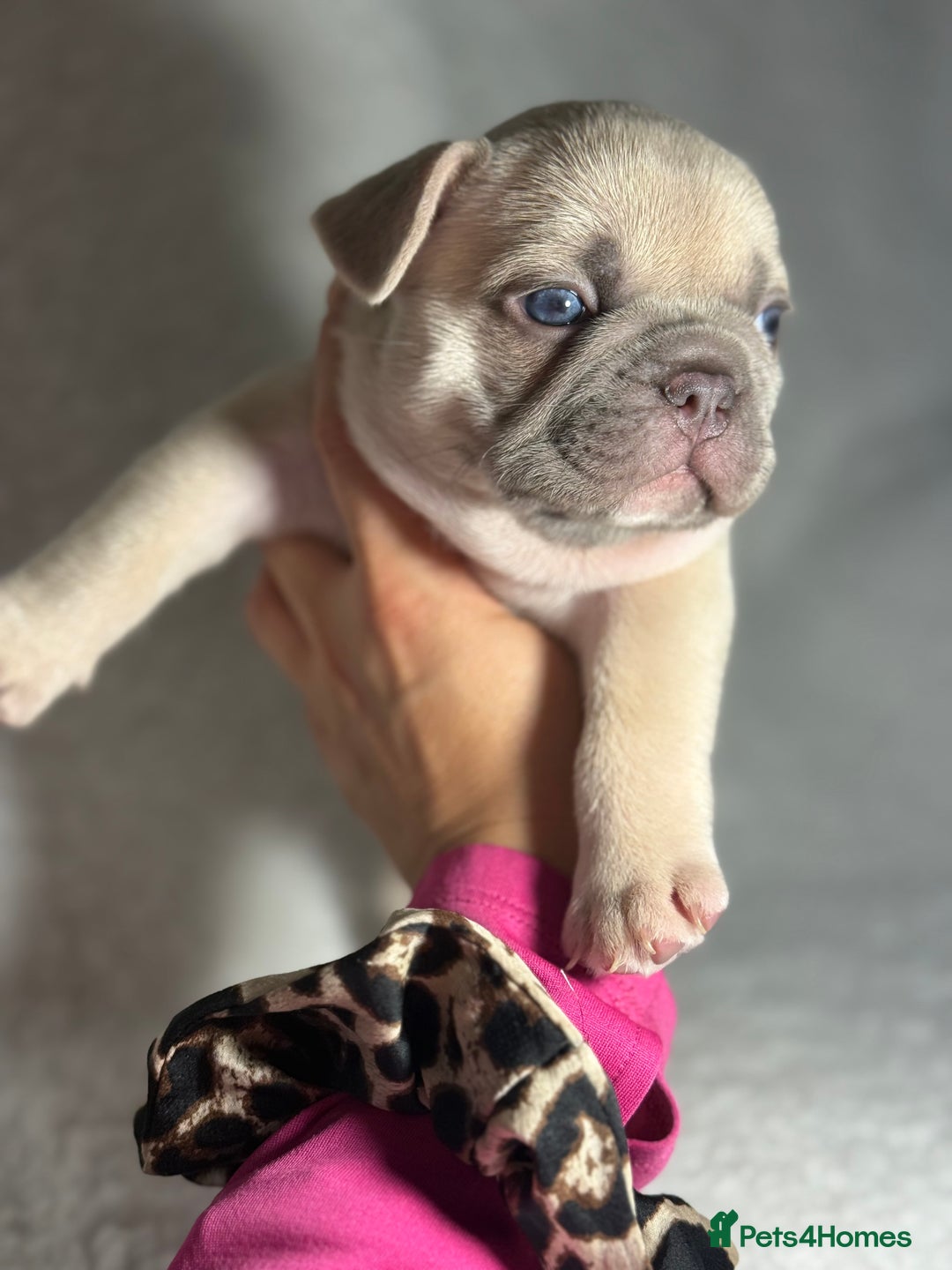 French Bulldog dogs for sale: Boy 1 - Image 6