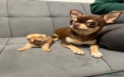 Chihuahua dogs for sale: Smooth coated and apple head chihuahua  - Image 7