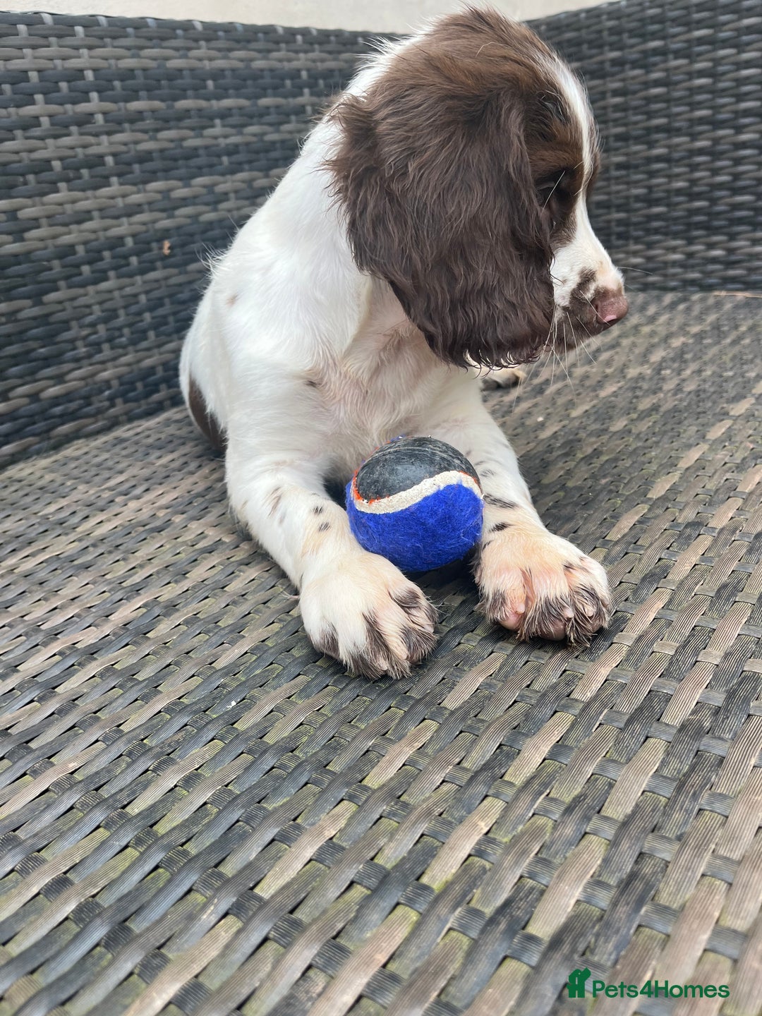 English Springer Spaniel dogs for sale: Superb DNA KC Champion Bred Working Springer Pups - Image 40