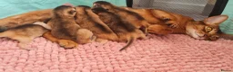 Abyssinian cats for sale: Abyssinian kittens in Scunthorpe - Advert 15