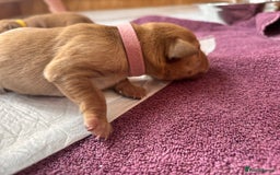 Labrador Retriever dogs for sale: KC Reg ‘Fox Red’ Labrador Retrievers  - Image 34