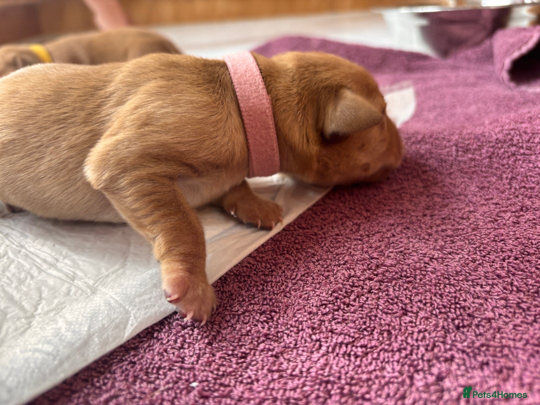 Labrador Retriever dogs for sale: KC Reg ‘Fox Red’ Labrador Retrievers  - Image 34