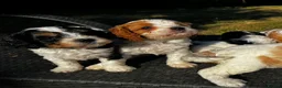 Cavapoo dogs for sale: Cavapoo’s extensively health tested rare colours  - Advert 20