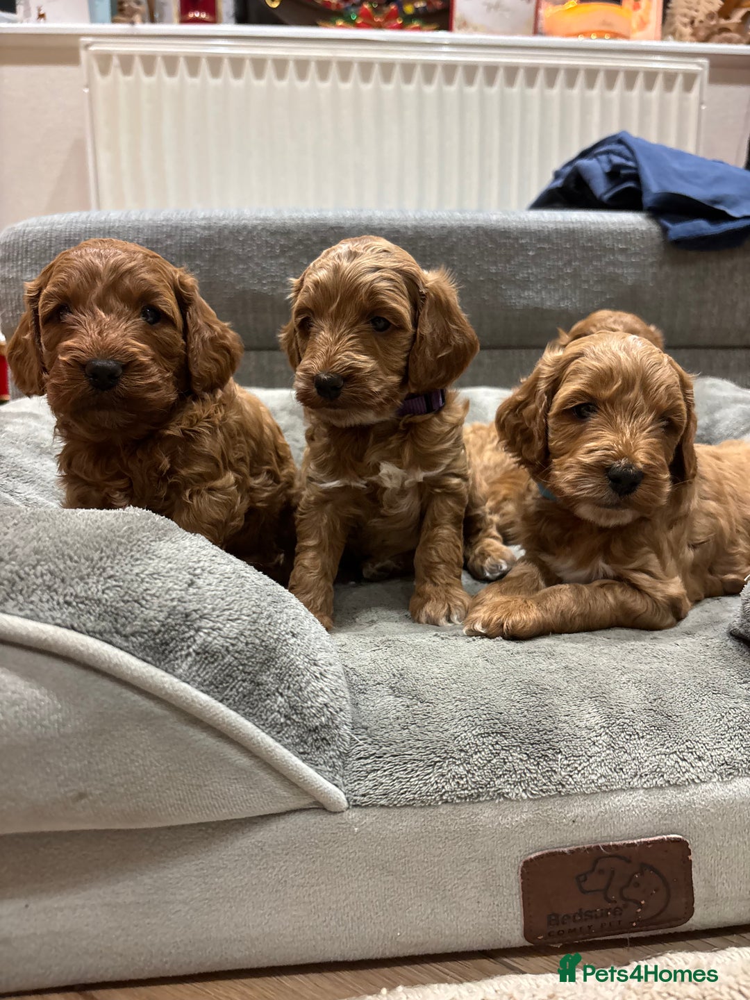 Cockapoo dogs for sale: Red cockapoos *DNA CLEAR* - Advert 4