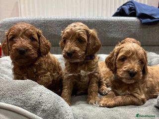 Cockapoo dogs Red cockapoos *DNA CLEAR* - Advert 11