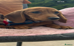 Miniature Dachshund dogs for sale: BEAUTIFUL KC REG & PRA CLEAR MINIS - 0% inbreeding - Image 37