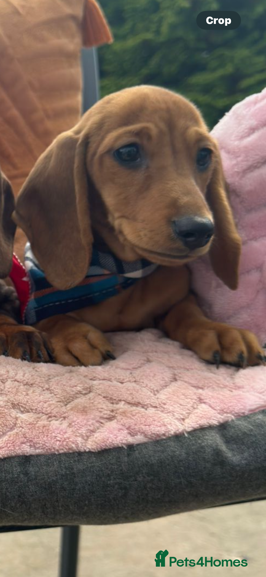 Miniature Dachshund dogs for sale: BEAUTIFUL KC REG & PRA CLEAR MINIS - 0% inbreeding - Image 37