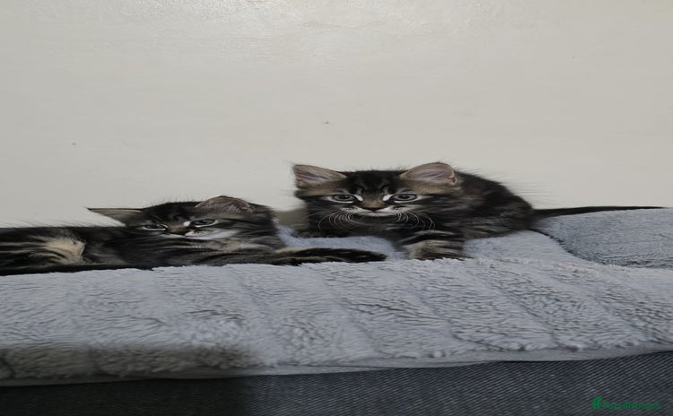 Mixed Breed cats - Advert 9