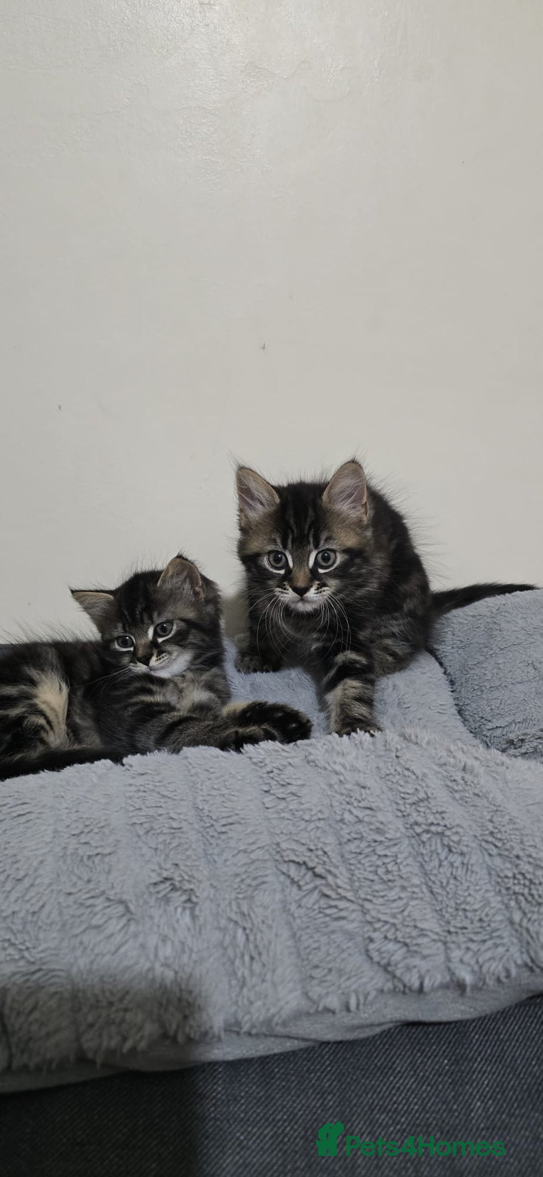 Mixed Breed cats for sale: RH16 3HE - Image 1