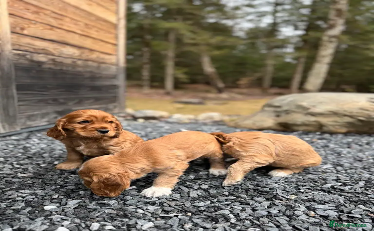 Cocker Spaniel dogs - Advert 1