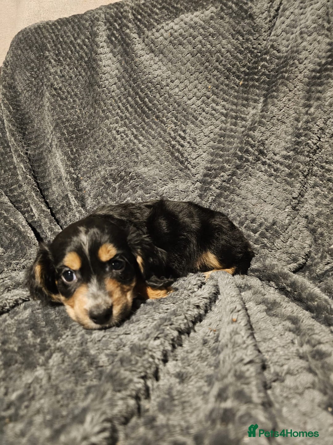 Cocker Spaniel dogs for sale: Cocker spaniels puppy's  - Advert 3