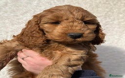 Cavapoo dogs for sale: Cavapoo puppies - Image 4