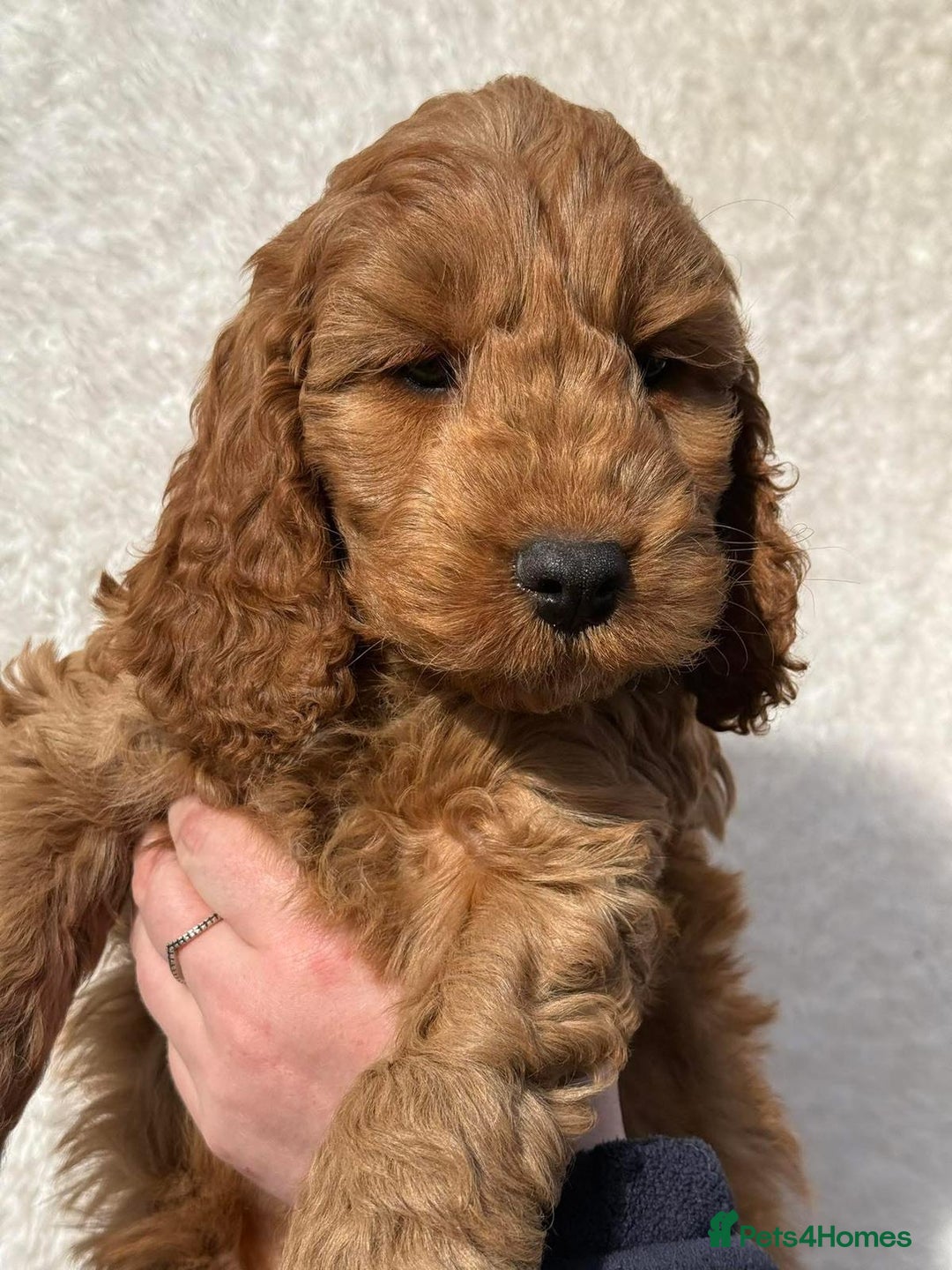 Cavapoo dogs for sale: Cavapoo puppies - Image 4