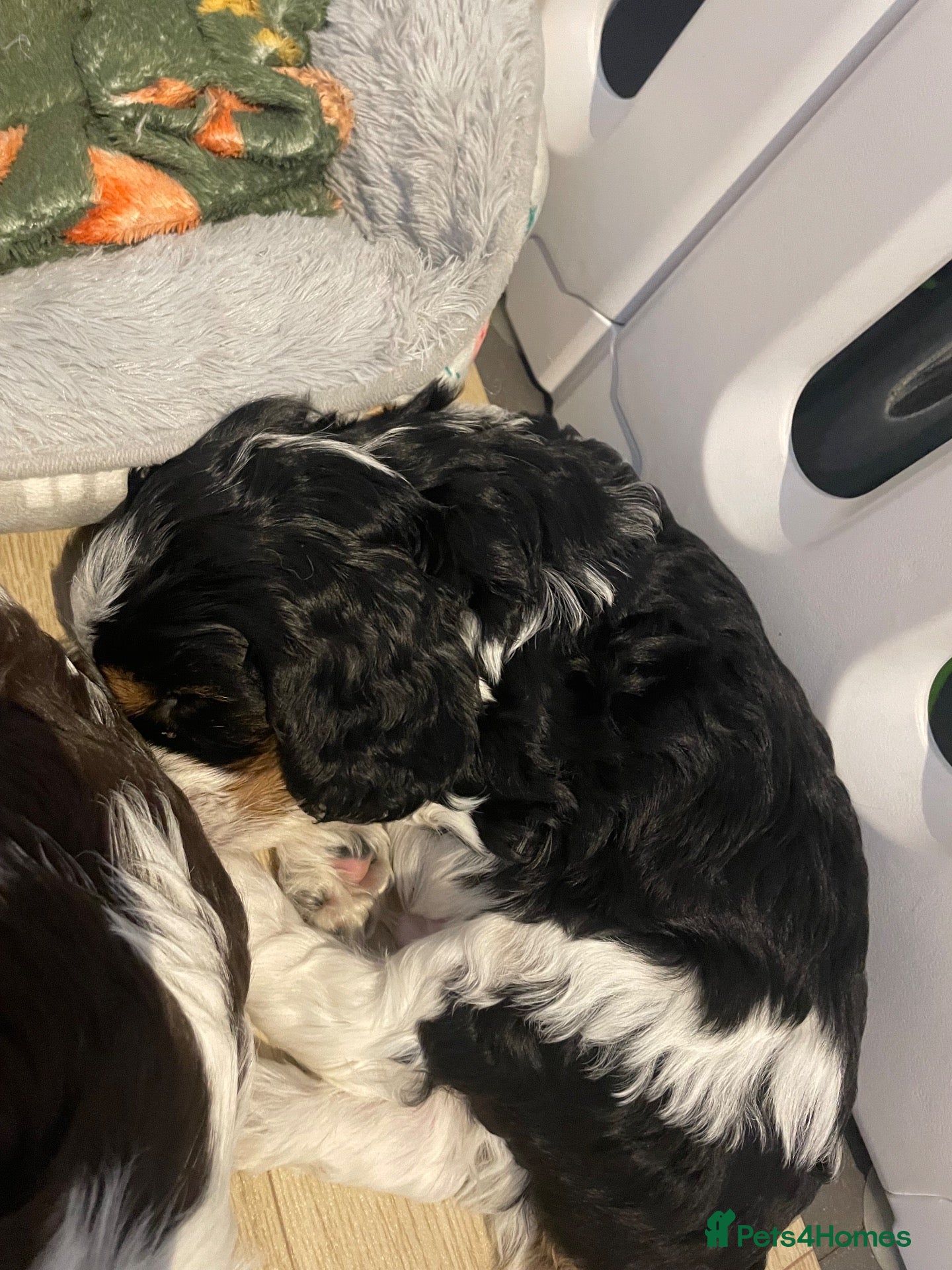 Cavapoo dogs BEAUTIFUL FULLY HT F1 Cavapoo’s choc carriers  - Advert 2