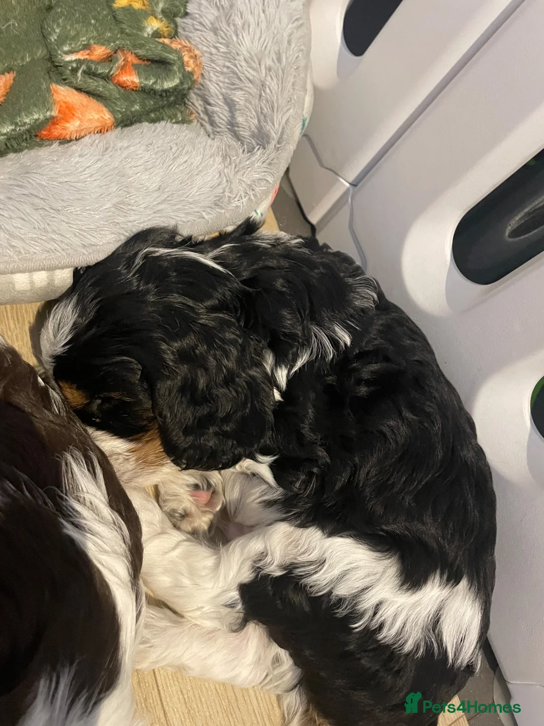 Cavapoo dogs for sale: BEAUTIFUL FULLY HT F1 Cavapoo’s choc carriers  - Advert 2