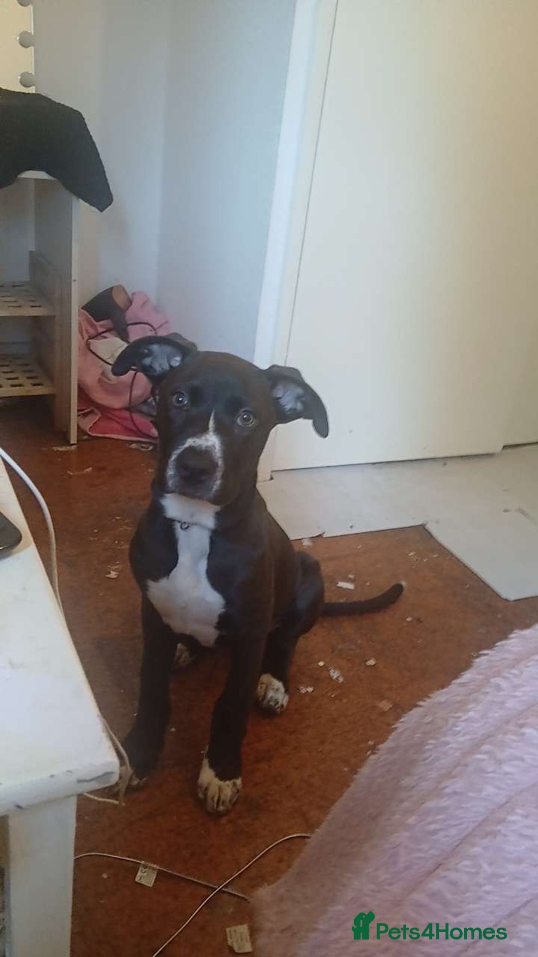 Mixed Breed dogs for sale: Cane corso x male pup - Advert 5