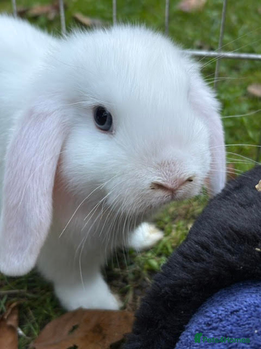 Mini Lop rabbits for sale: Mini Lop Male Twins Ready Now - Image 9