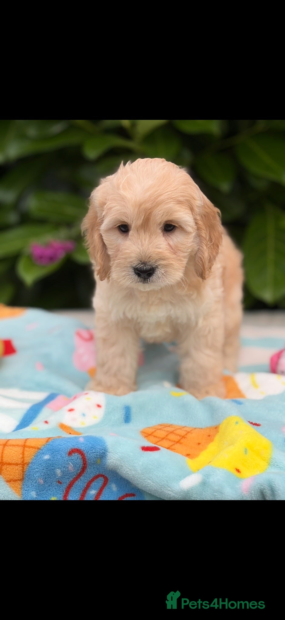Cockapoo dogs 🌸 READY NOW TOY F1 COCKERPOOS 🌸 - Advert 2
