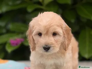 Cockapoo dogs 🌸 READY NOW TOY F1 COCKERPOOS 🌸 - Advert 2