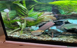 Angelfish fish for sale: Aquarium with fish. Will sell separately  - Image 2