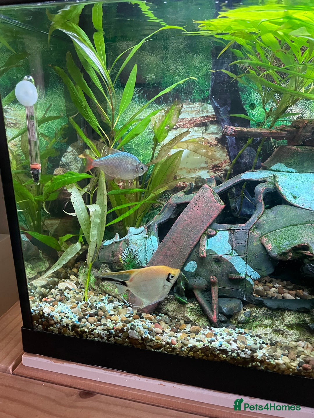 Angelfish fish for sale: Aquarium with fish. Will sell separately  - Image 2